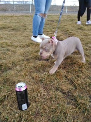 Centennial Dog Park