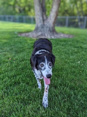 Centennial Dog Park