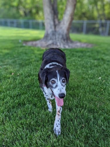 Centennial Dog Park