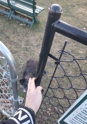 Cambridge Dog Park
