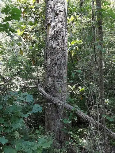 Senior Boardwalk - Camden, NC
