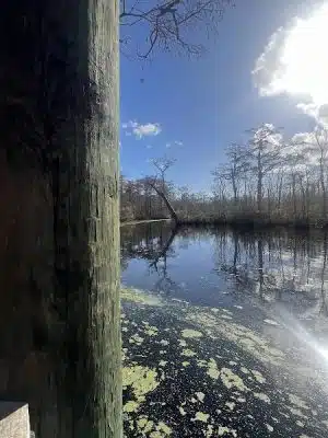 Senior Boardwalk