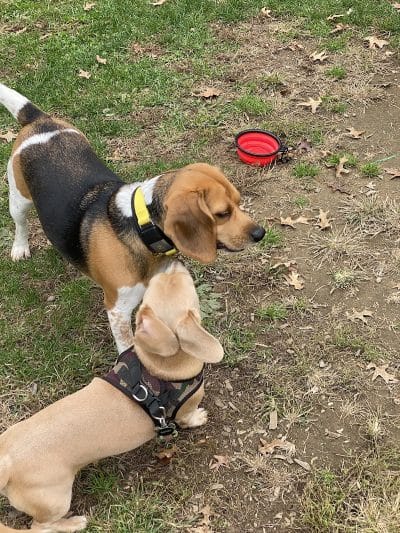 Dog Park at Thomas Bull Memorial Park - Campbell Hall, NY
