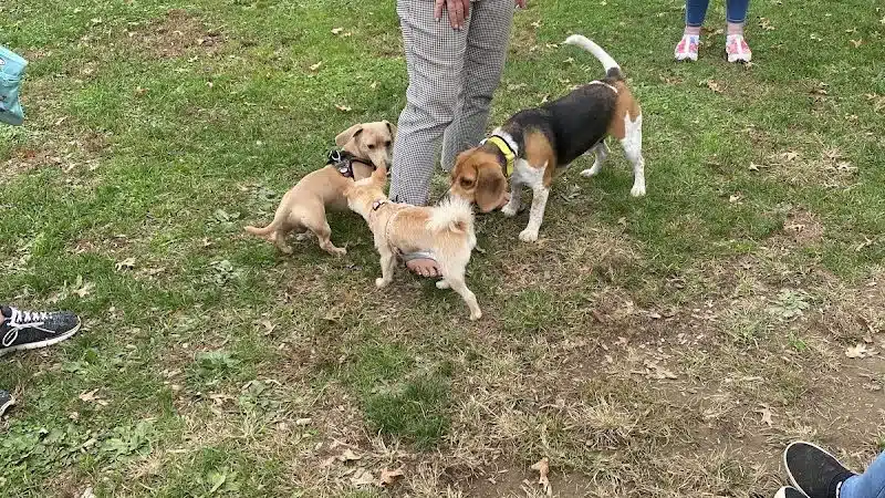 Dog Park at Thomas Bull Memorial Park - Campbell Hall, NY