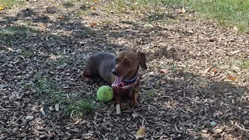 Dog Park at Thomas Bull Memorial Park - Campbell Hall, NY