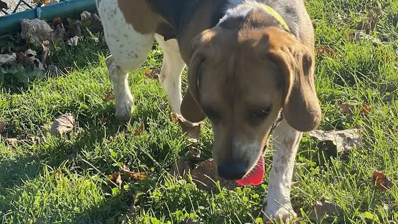 Dog Park at Thomas Bull Memorial Park - Campbell Hall, NY