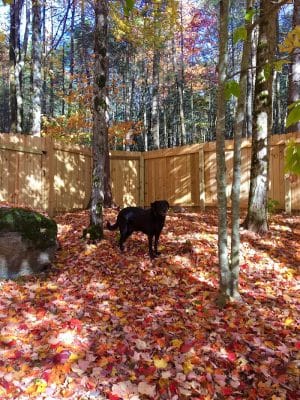 Jezzie's Place Rescue