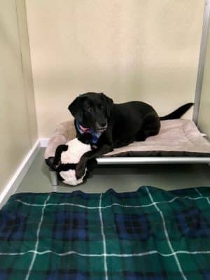 Jezzie's Place Rescue