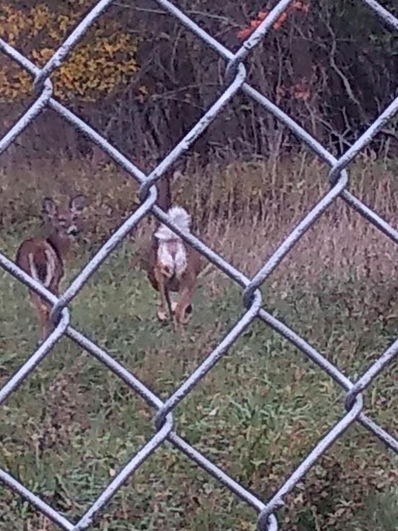 Canandaigua canine campus pet memorial rock garden - Canandaigua, NY