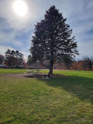 Big Creek Dog Park