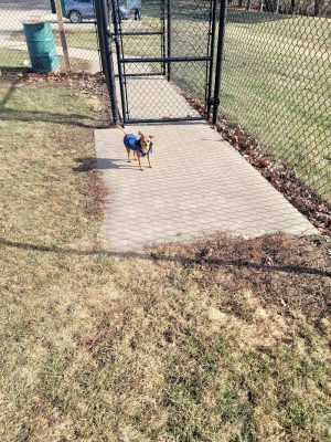 Big Creek Dog Park