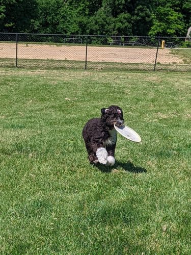 Big Creek Dog Park - Canton, IL