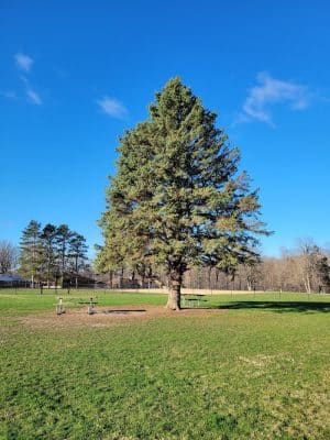 Big Creek Dog Park