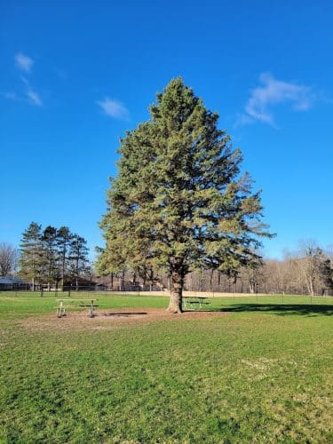 Big Creek Dog Park - Canton, IL