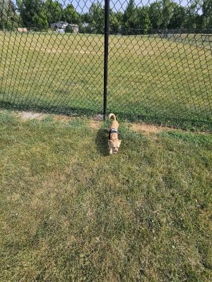 Big Creek Dog Park