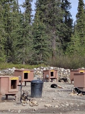 Wolf's Den Kennel