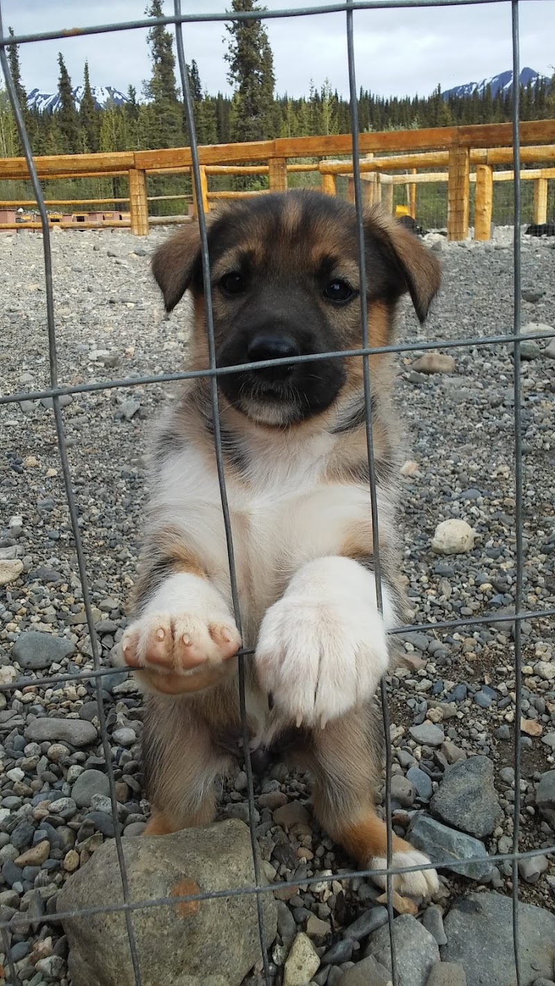 Wolf's Den Kennel - Cantwell, AK