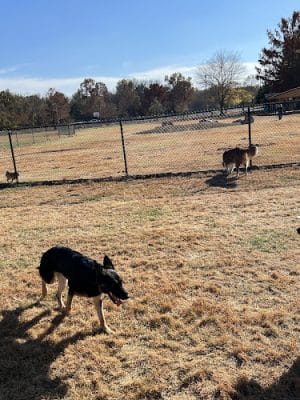 PetSafe Carbondale Community Dog Park - Carbondale, IL