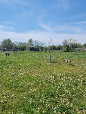 PetSafe Carbondale Community Dog Park - Carbondale, IL