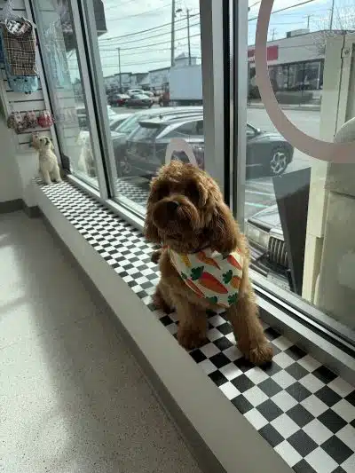 Bubbly Paws - Carle Place, NY