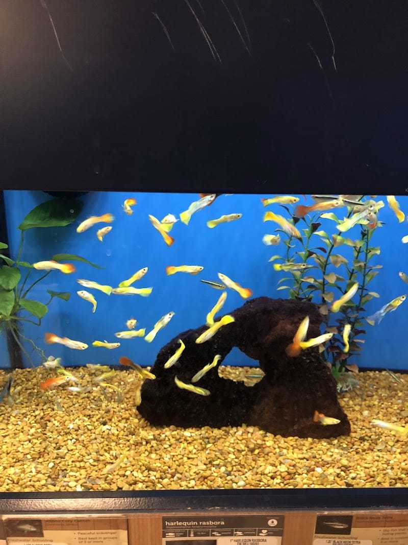 Petco - Carle Place, NY