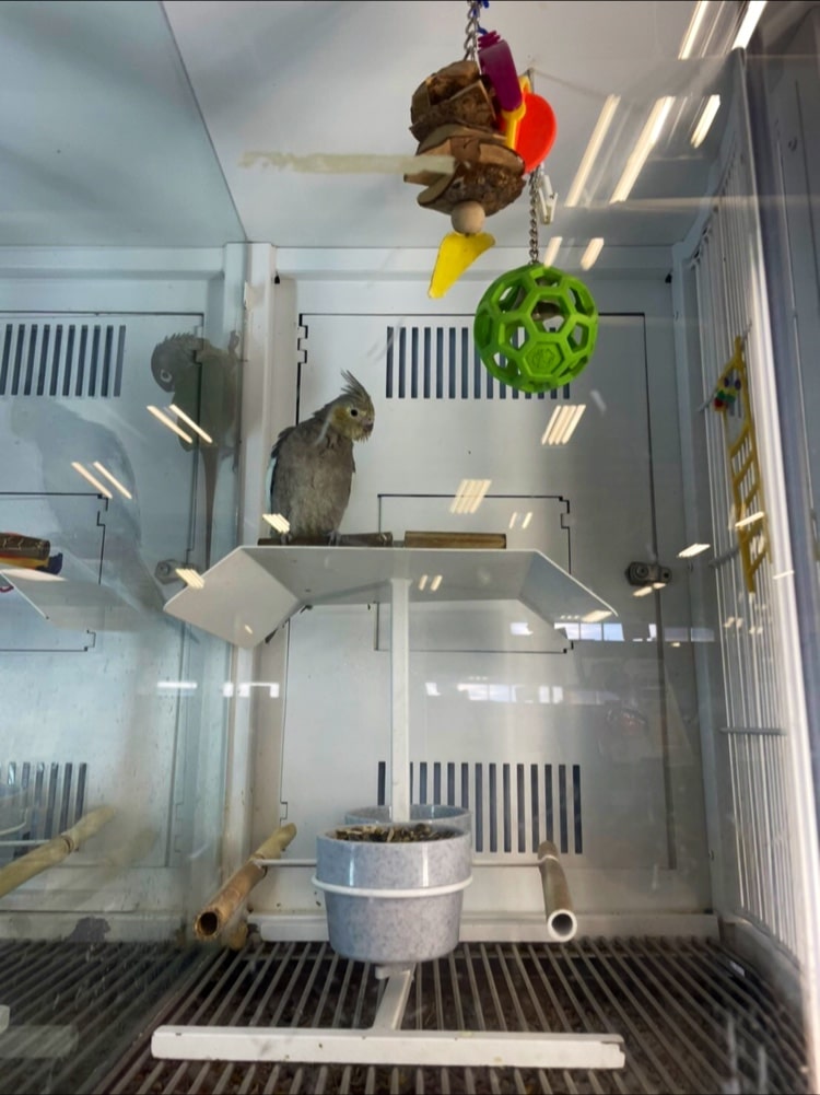 Petco - Carle Place, NY