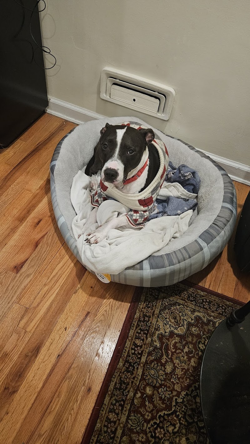 Petco - Carle Place, NY