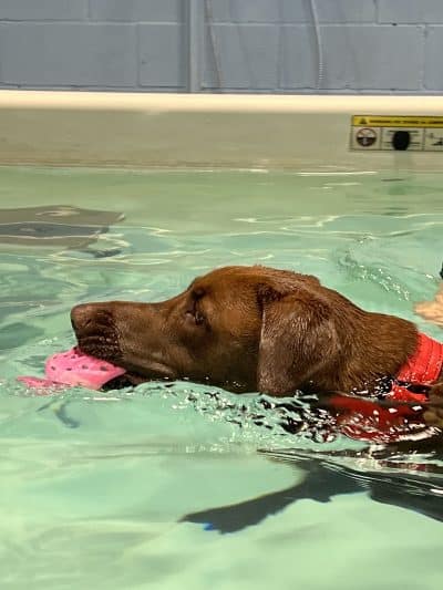 The Martial ARFS Dog Training & Fitness Center - Carle Place, NY