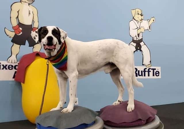 The Martial ARFS Dog Training & Fitness Center - Carle Place, NY