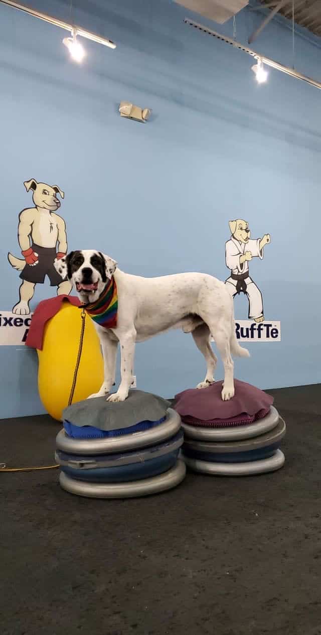 The Martial ARFS Dog Training & Fitness Center - Carle Place, NY