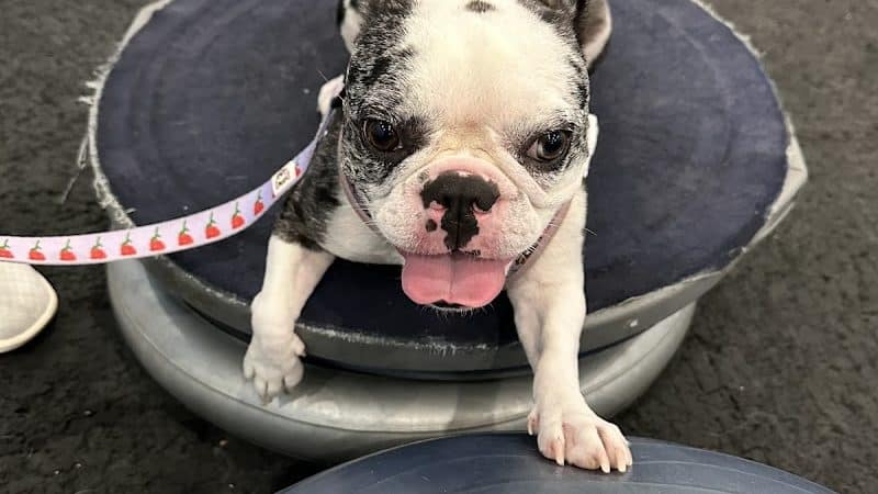The Martial ARFS Dog Training & Fitness Center - Carle Place, NY