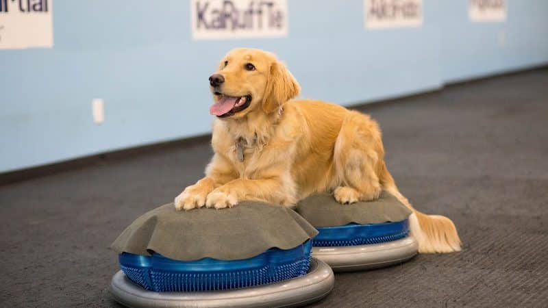 The Martial ARFS Dog Training & Fitness Center - Carle Place, NY