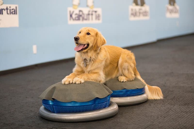 The Martial ARFS Dog Training & Fitness Center - Carle Place, NY