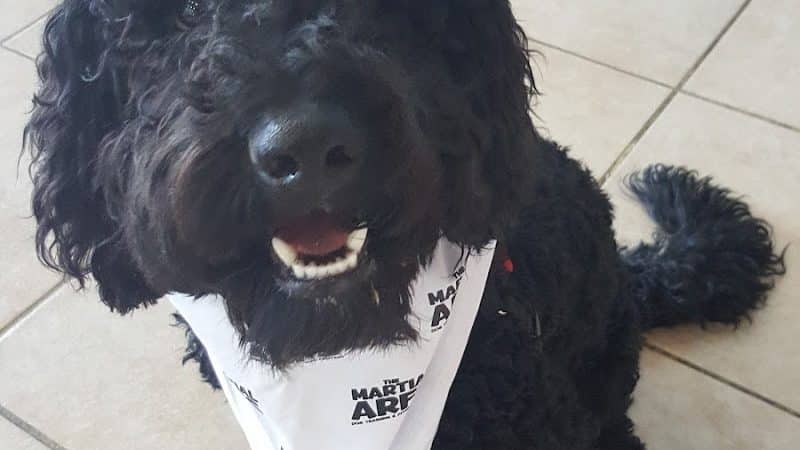 The Martial ARFS Dog Training & Fitness Center - Carle Place, NY