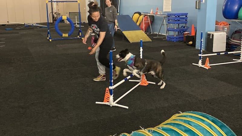 The Martial ARFS Dog Training & Fitness Center - Carle Place, NY