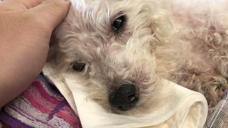 Veterinary Emergency Group - Carle Place, NY