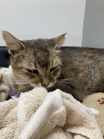 Veterinary Emergency Group - Carle Place, NY