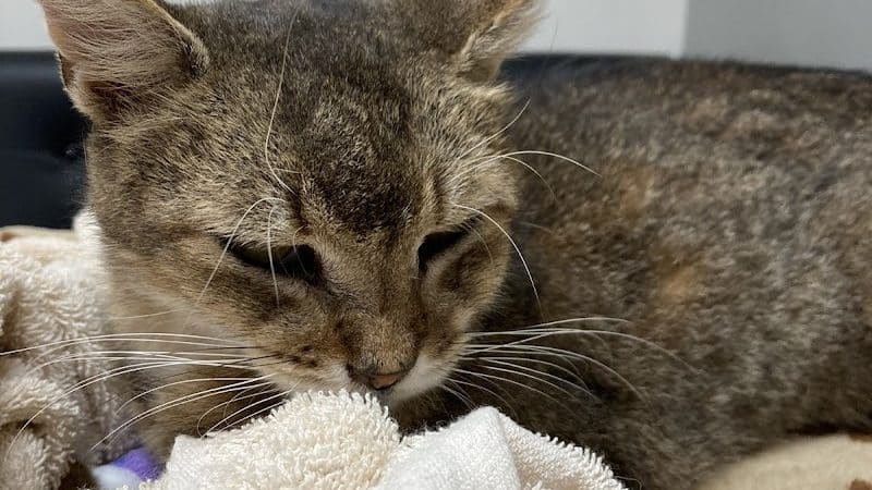 Veterinary Emergency Group - Carle Place, NY