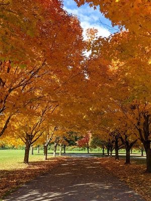 Gray Road Park
