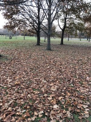 Gray Road Park