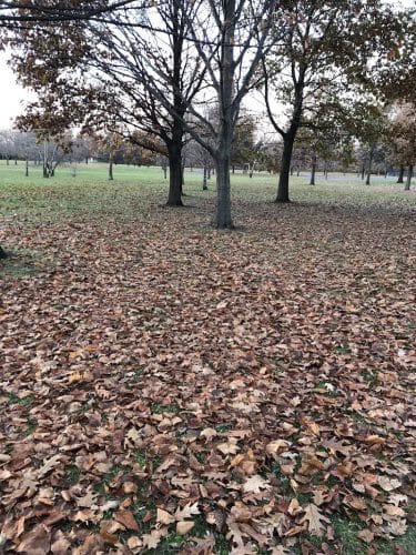 Gray Road Park