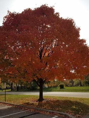 Monon Trail Access - Rohrer Road
