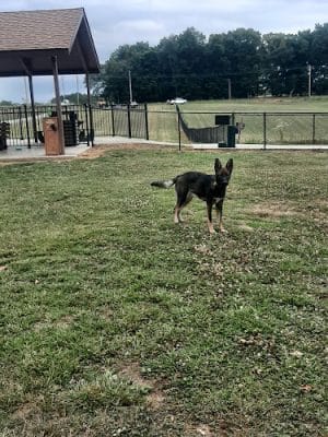 Carmi Dog Park - Carmi, IL