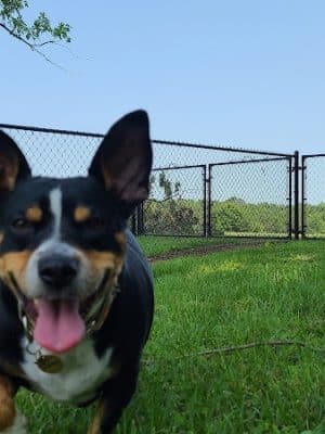 Carmi Dog Park - Carmi, IL