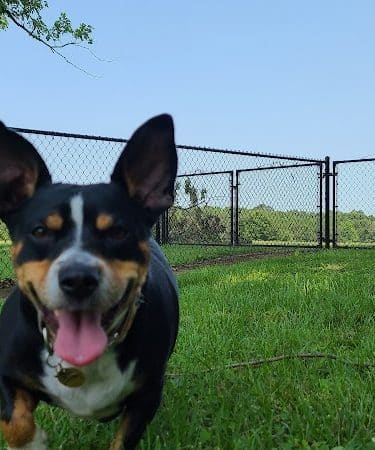 Carmi Dog Park - Carmi, IL