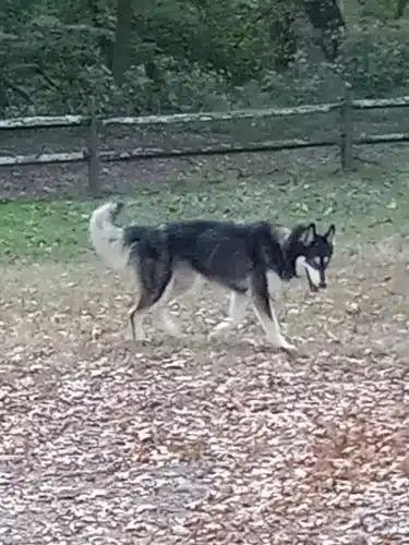 Settlers Cabin Dog Park