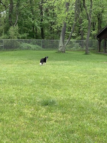 Settlers Cabin Dog Park