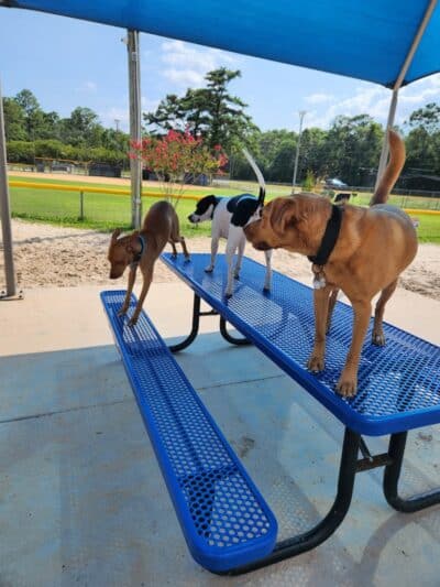 Dog Park - Carolina Beach, NC