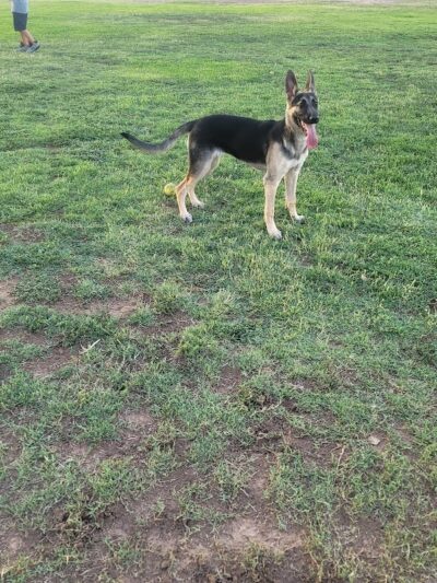 Casa Grande Dog Park - Casa Grande, AZ
