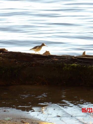 Sebago Lake State Park - Day Use Area Beach, Picnic, and Trails